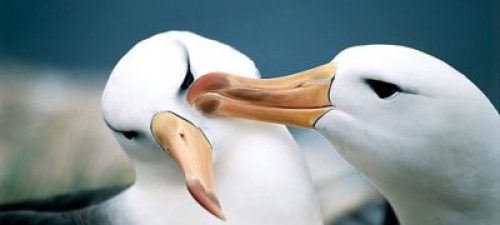 Wirtualne Albatrosy – WARSZTATY